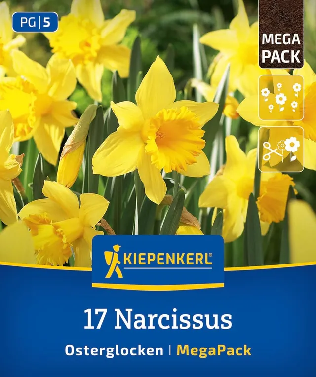 kiepenkerl-mega-pack-osterglocken-blumenzwiebeln-gelbe-narzissen-40-cm image 1
