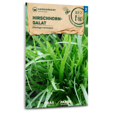 samen-maier-bio-hirschhornsalat-saatgut-f-r-freiland image 3
