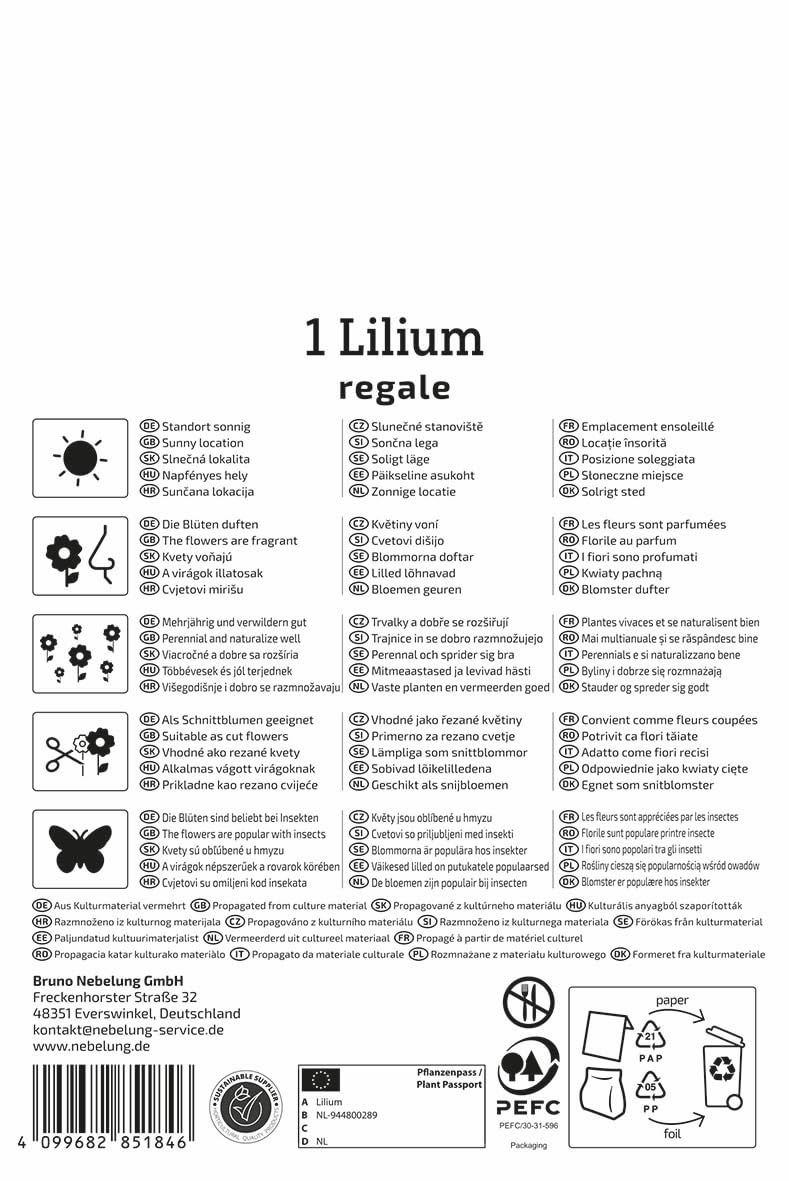 kiepenkerl-profi-line-trompetenlilie-lilium-regale-blumenzwiebeln-120-cm-juni-ju image 2