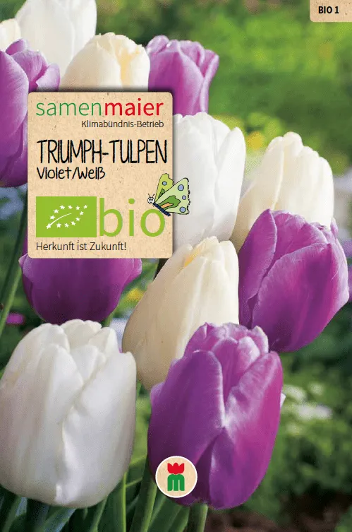 samen-maier-bio-triumph-tulpen-blumenzwiebeln-violett-wei image 1