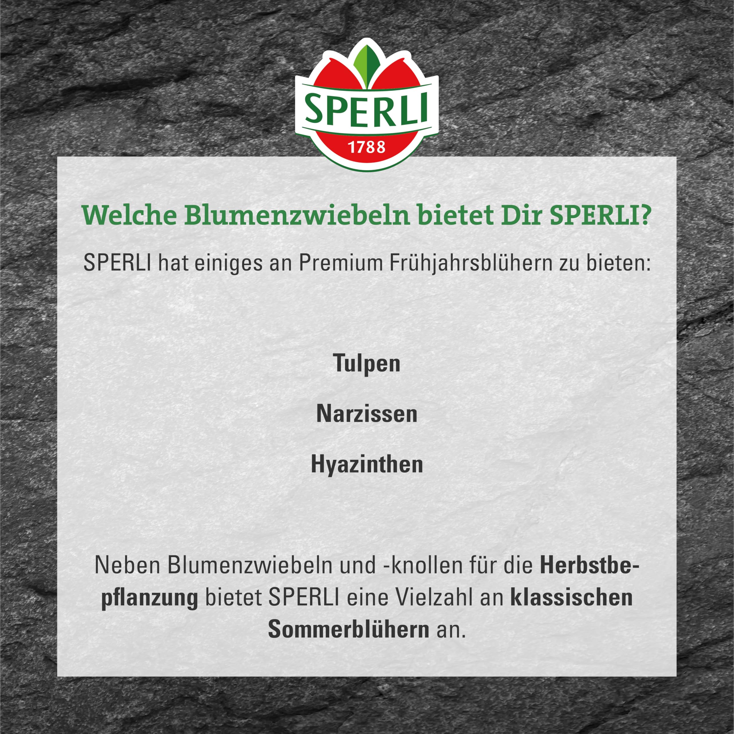 sperli-gef-llte-sp-te-tulpe-finola-blumenzwiebeln-wei-rosa-rot-50-cm-mai image 4