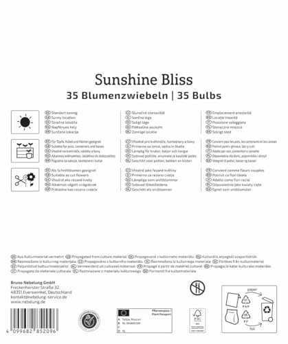 kiepenkerl-mega-pack-blumenzwiebelmischung-sunshine-bliss-mix-2875040-rot-gelb-b image 8