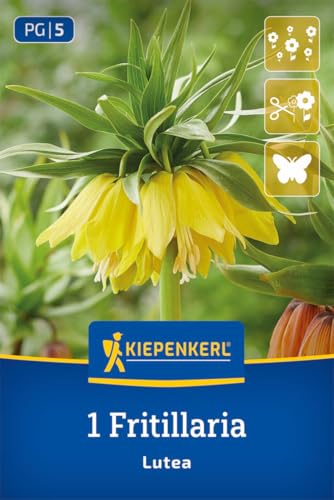 kiepenkerl-kaiserkrone-lutea-blumenzwiebeln-gelb-80-cm-winterhart-mehrj-hrig image 8