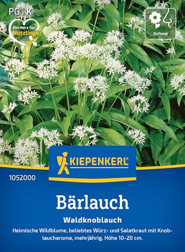 kiepenkerl-b-rlauch-waldknoblauch-kr-utersaatgut image 7