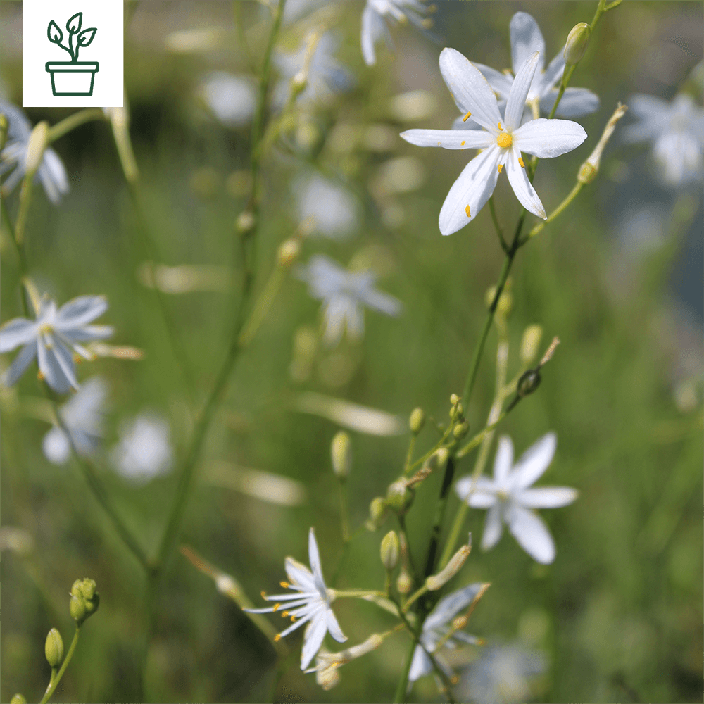 samen-maier-bio-stige-graslilie-anthericum-ramosum-topf image 1