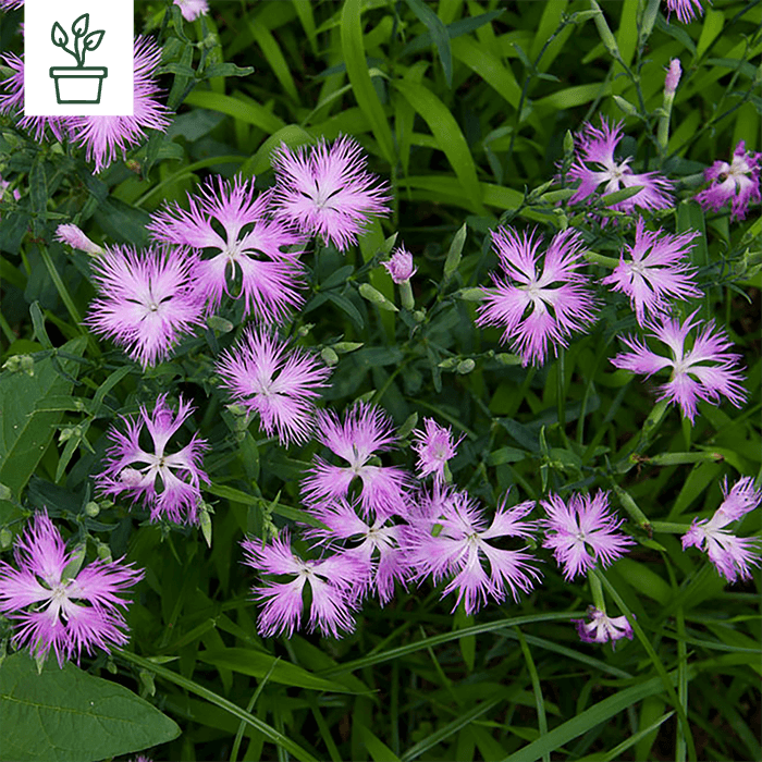 samen-maier-bio-pracht-nelke-dianthus-superbus-im-topf-wildblumen-pflanze image 1