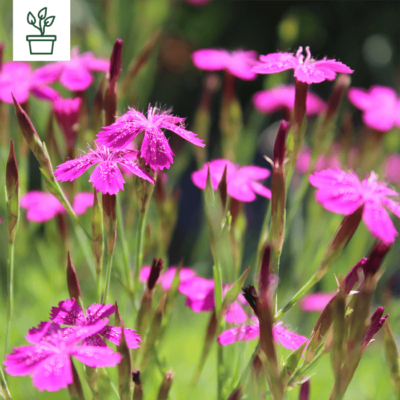 samen-maier-bio-heide-nelke-dianthus-deltoides-topf image 3
