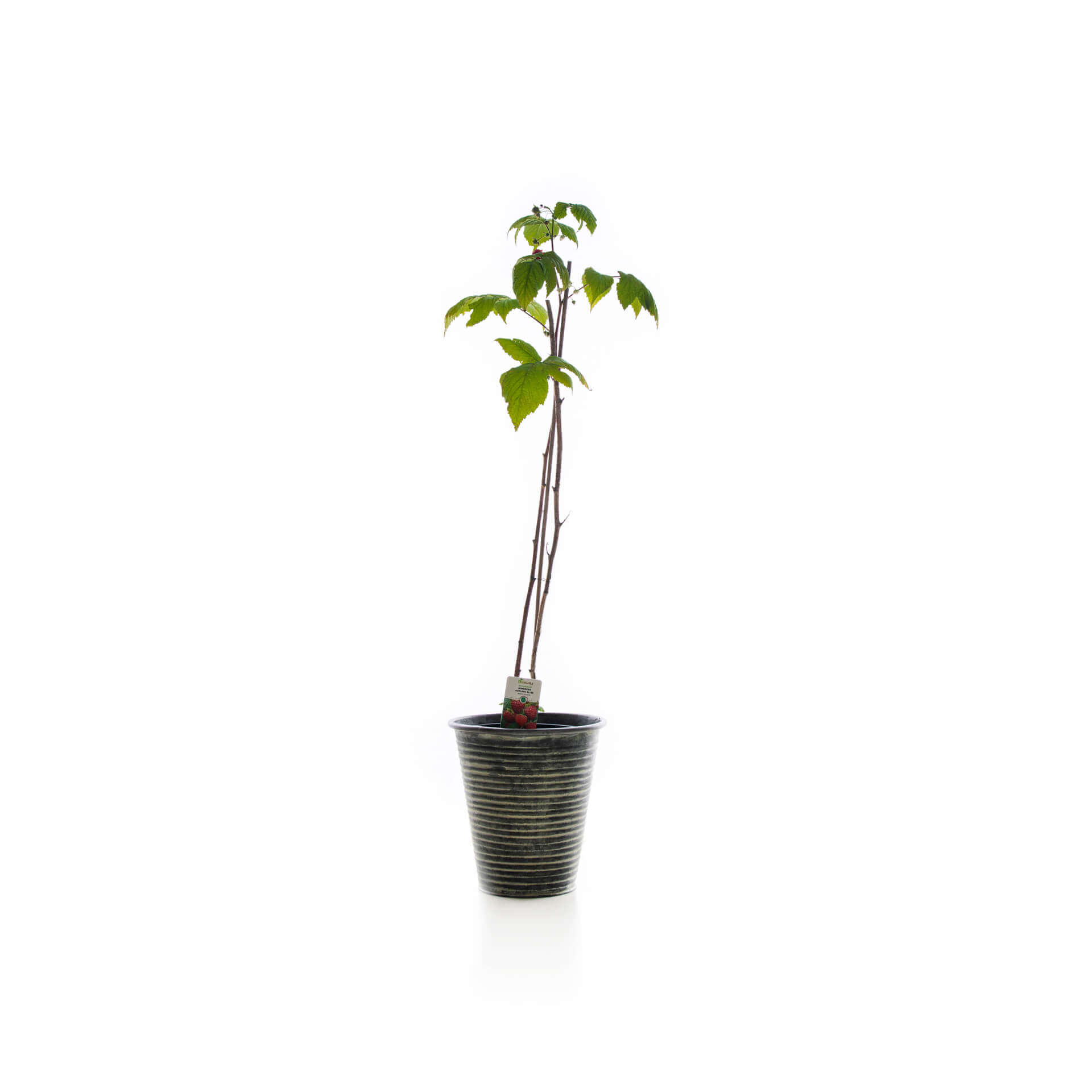 samen-maier-bio-himbeere-elida-himbeerpflanze-fr-h image 2