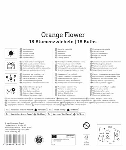 kiepenkerl-mega-pack-orange-flower-mix-blumenzwiebel-mischung-30-45-cm image 8