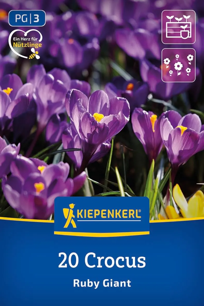 kiepenkerl-wildkrokus-ruby-giant-blumenzwiebeln-lila-7-8-cm image 1