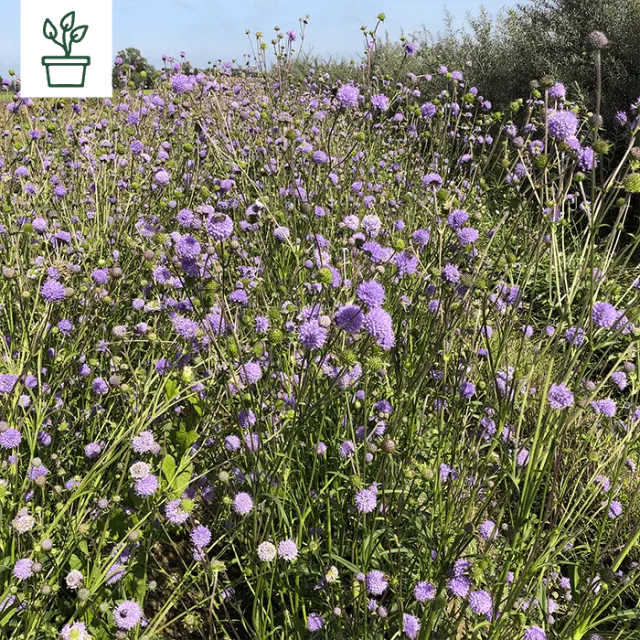 samen-maier-bio-s-dliche-skabiose-scabiosa-triandra-wildblume-im-topf image 1