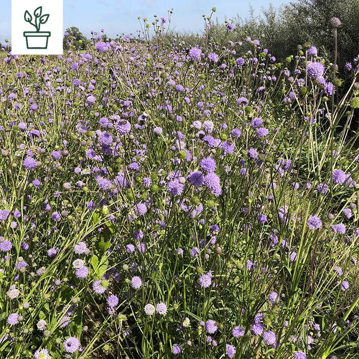 samen-maier-bio-s-dliche-skabiose-scabiosa-triandra-wildblume-im-topf image 1