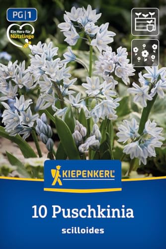 kiepenkerl-puschkinie-2775024-blumenzwiebeln-himmelblau-mehrj-hrig image 8