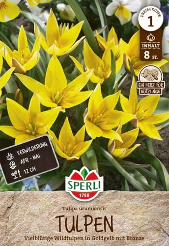 sperli-wildtulpe-urumiensis-455991-botanische-zwergtulpe-gelb-bronze-12-cm image 7