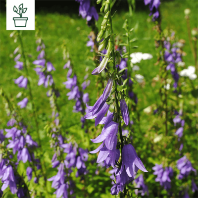 samen-maier-bio-acker-glockenblume-campanula-rapunculoides-im-topf image 3