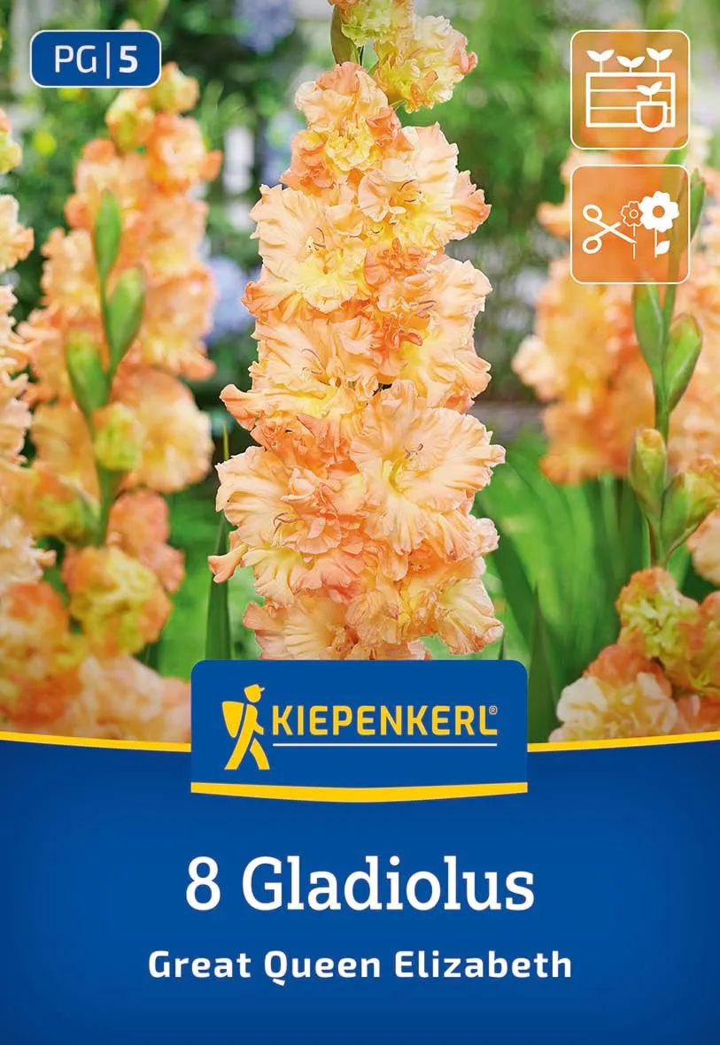 kiepenkerl-gladiole-the-great-queen-elisabeth-3400014-blumenzwiebeln-orange-10-c image 1