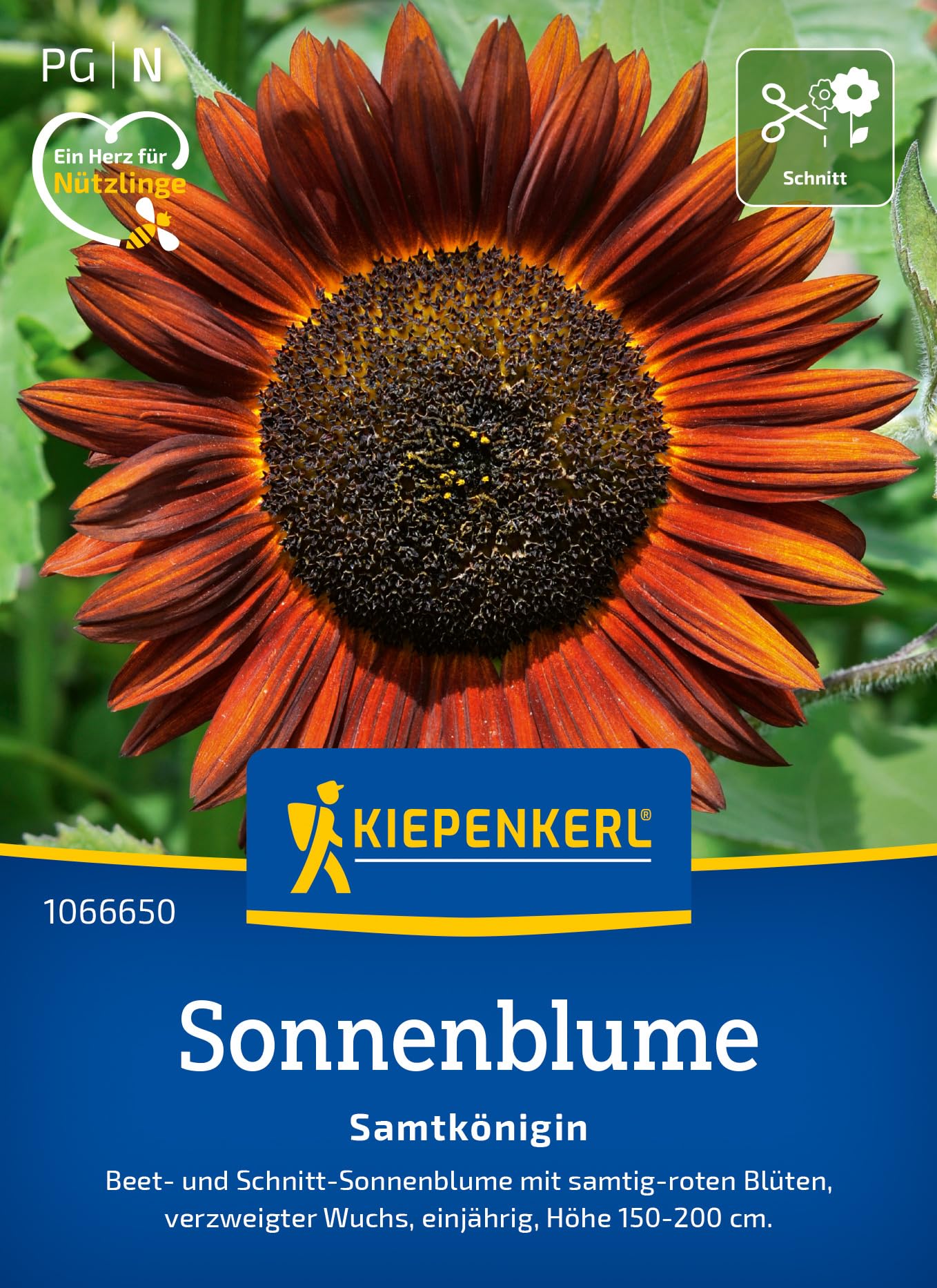 kiepenkerl-sonnenblume-samtk-nigin-blumensaat image 1