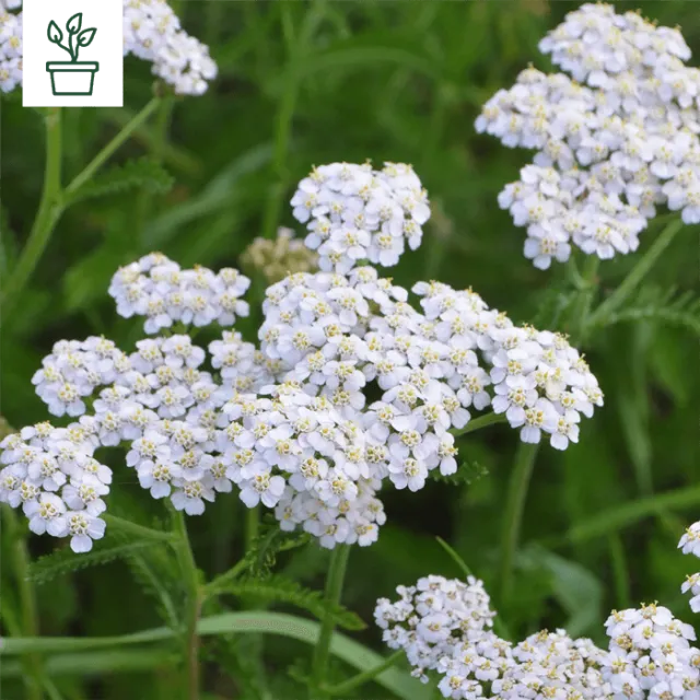 samen-maier-bio-gemeine-schafgarbe-achillea-millefolium-im-topf image 1