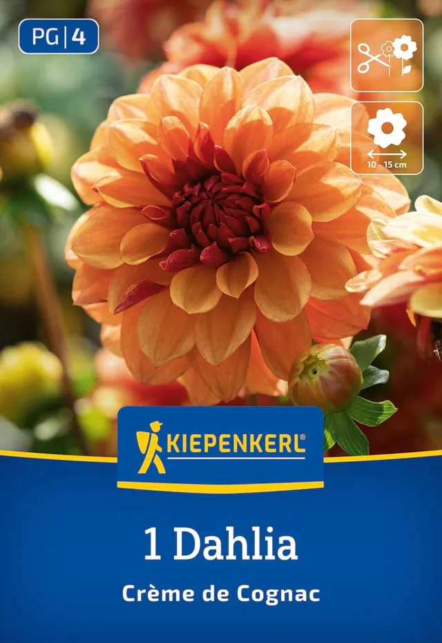 kiepenkerl-seerosen-dahlie-cr-me-de-cognac-blumenzwiebeln image 1