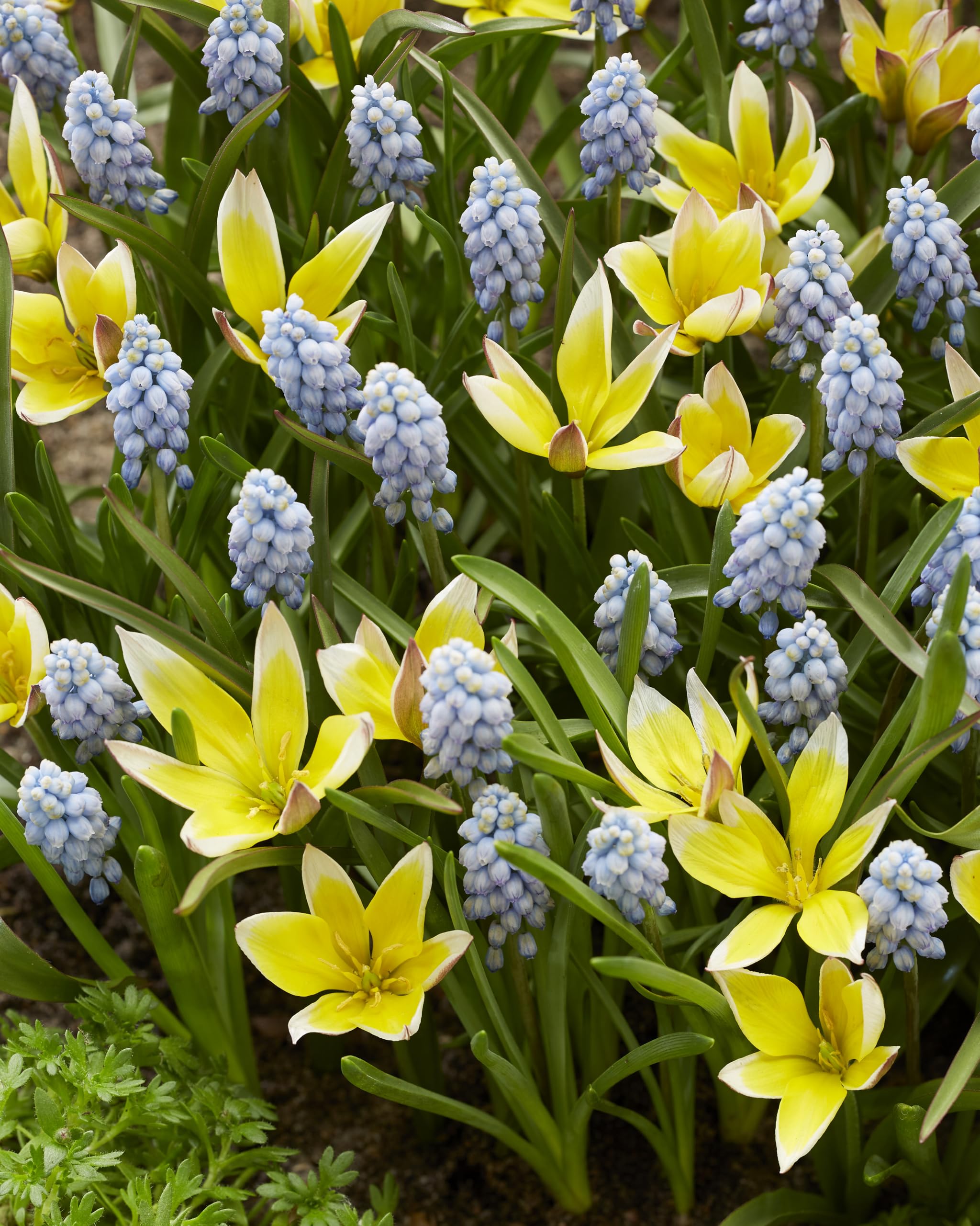 kiepenkerl-profi-line-sun-and-sky-duo-wildtulpen-traubenhyazinthen-mischung-blum image 3