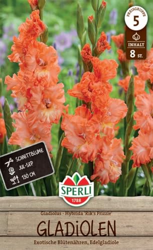 sperli-edelgladiole-riks-frizzle-261578-zweifarbig-gewellt-130-cm image 3