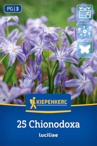 kiepenkerl-schneeglanz-2775009-blumenzwiebeln-chionodoxa-blau image 8