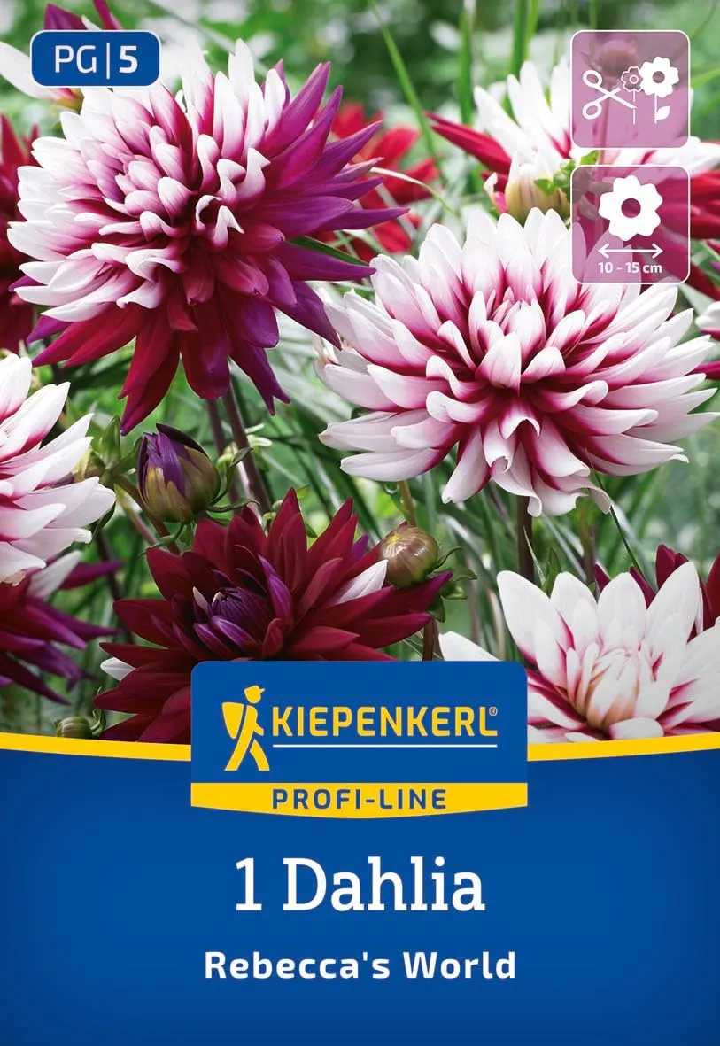 kiepenkerl-profi-line-dekorative-dahlie-rebecca-s-world-blumenzwiebeln image 1