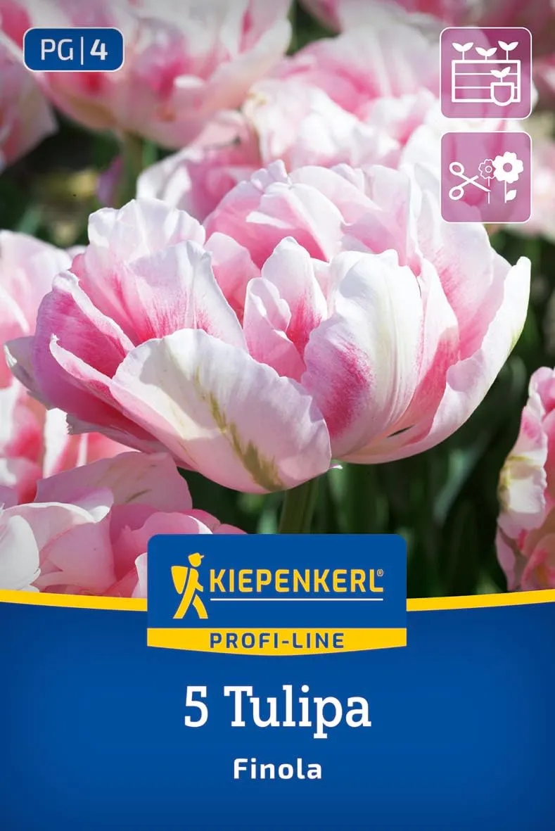 kiepenkerl-profi-line-gef-llte-sp-te-tulpe-finola-blumenzwiebeln-rosarot-50-cm image 1