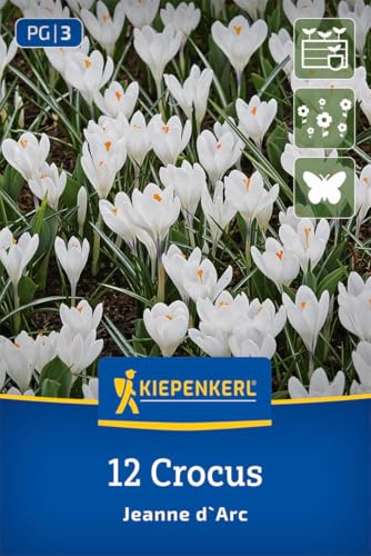 kiepenkerl-gro-blumiger-krokus-jeanne-d-arc-2650010-blumenzwiebeln image 7