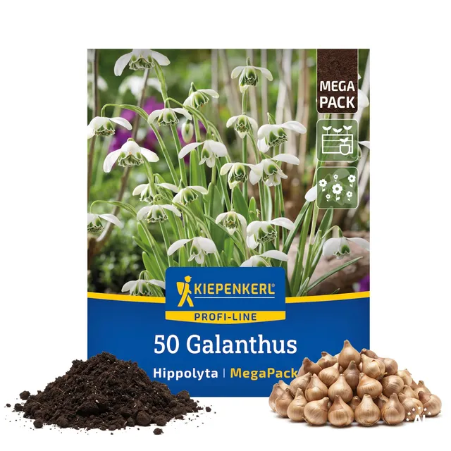 kiepenkerl-schneegl-ckchen-hippolyta-2000060-mega-pack-gef-llte-wei-e-blumenzwie image 1