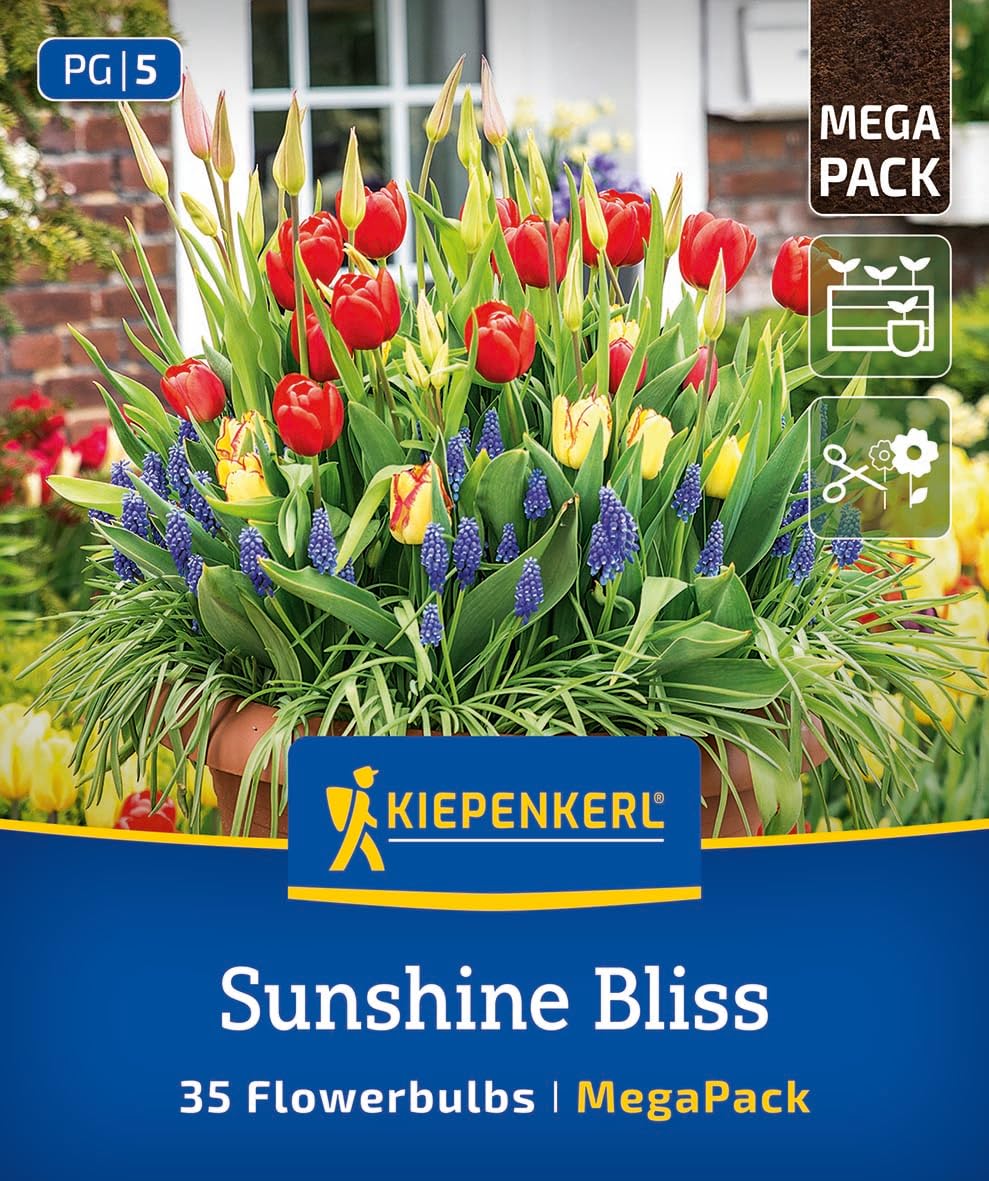 kiepenkerl-mega-pack-blumenzwiebelmischung-sunshine-bliss-mix-2875040-rot-gelb-b image 1