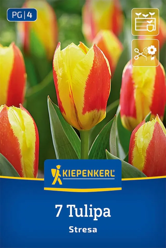 kiepenkerl-kaufmanniana-tulpe-stresa-blumenzwiebeln image 1
