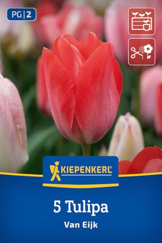 kiepenkerl-darwin-hybrid-tulpe-van-eijk-2000023-rosa-wei-40-50-cm-schnitt-tulpe image 7