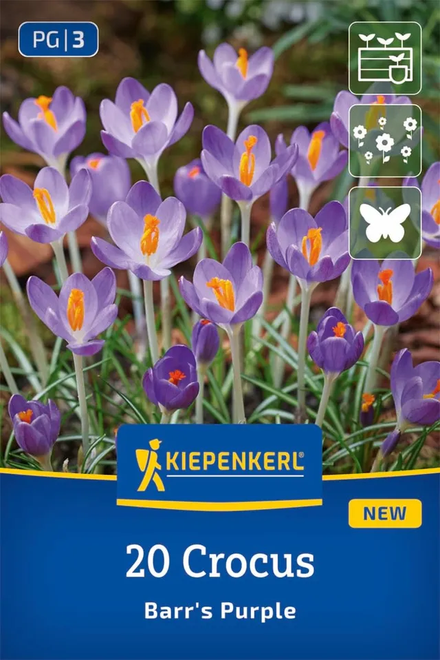 kiepenkerl-botanischer-krokus-barr-s-purple-blumenzwiebeln-purpurviolett image 1
