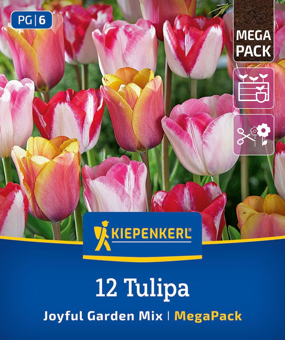 kiepenkerl-mega-pack-blumenzwiebelmischung-joyful-garden-mix-zweifarbige-tulpen- image 1