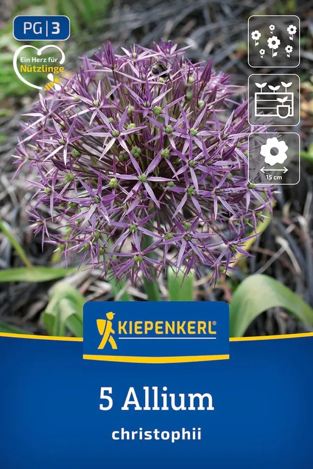 kiepenkerl-zierlauch-allium-christophii-2700006-blumenzwiebeln image 1