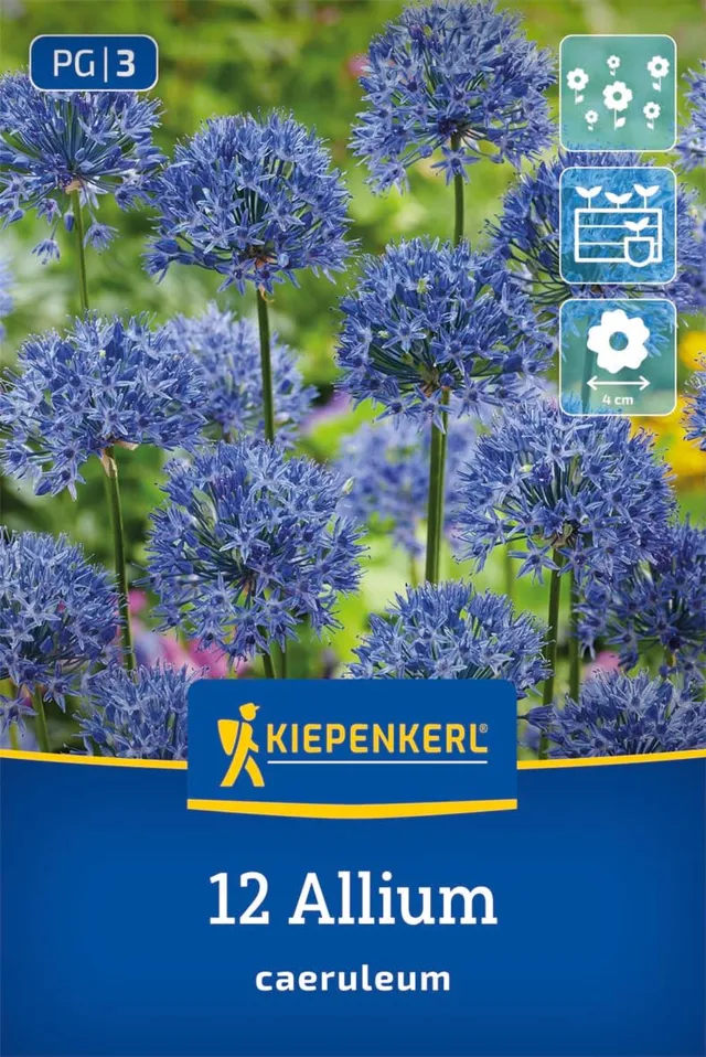 kiepenkerl-zierlauch-allium-caeruleum-blumenzwiebeln-blau-50-cm image 1