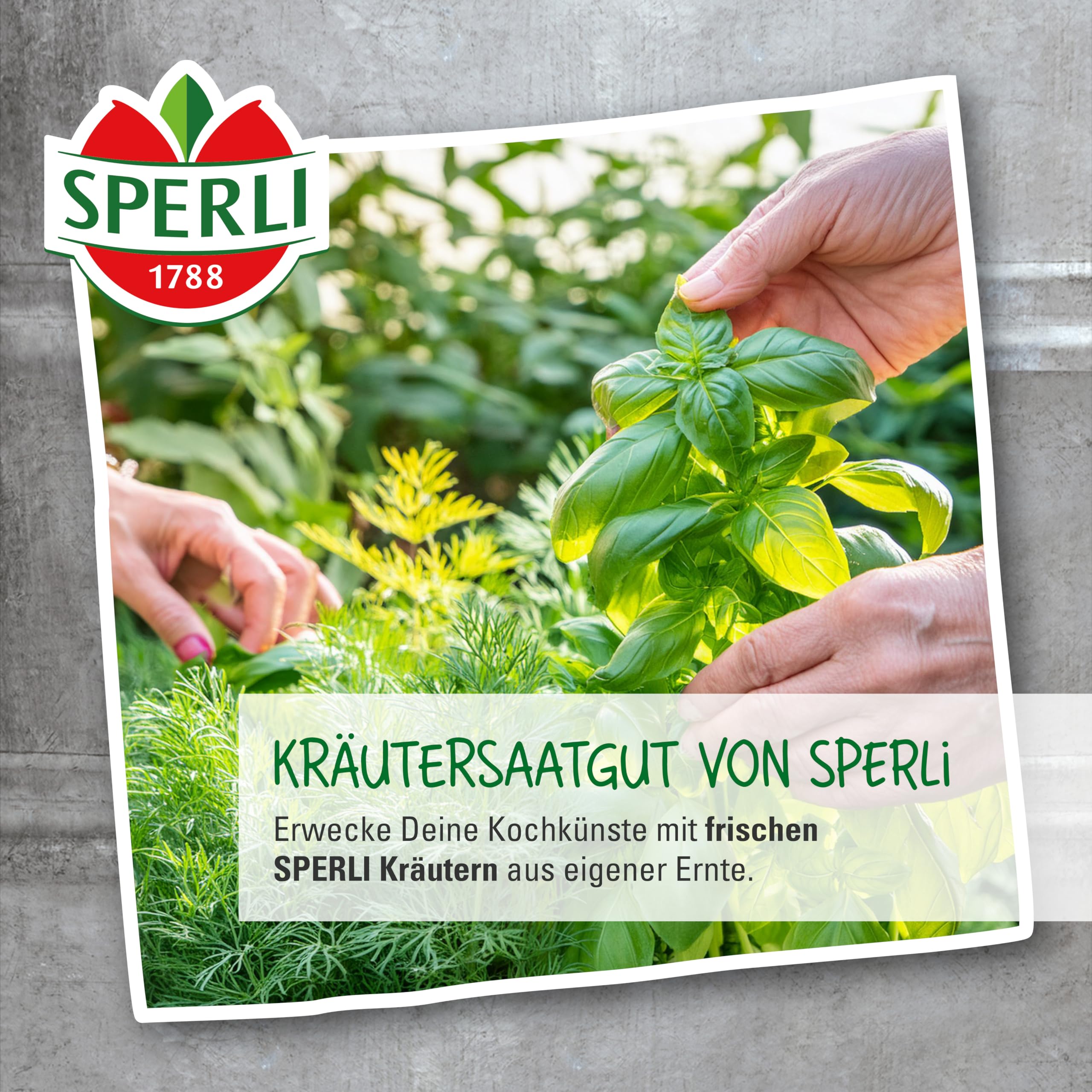 sperli-brunnenkressesamen-sperli-s-froschk-nig-kr-utersaat image 4