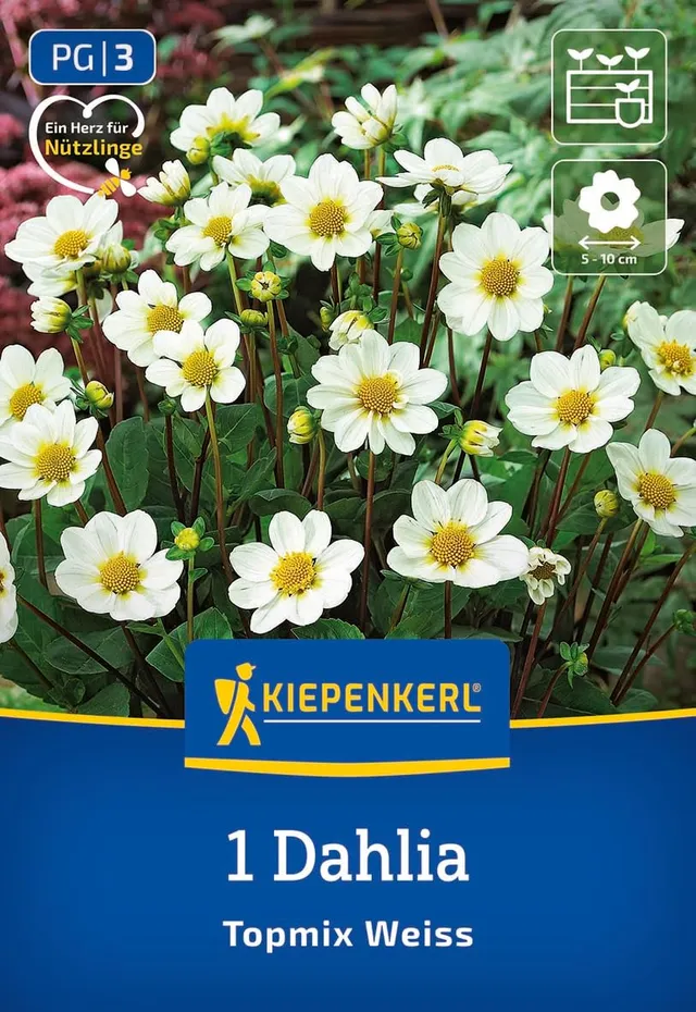 kiepenkerl-beet-topf-dahlie-topmix-wei-blumenzwiebeln image 1