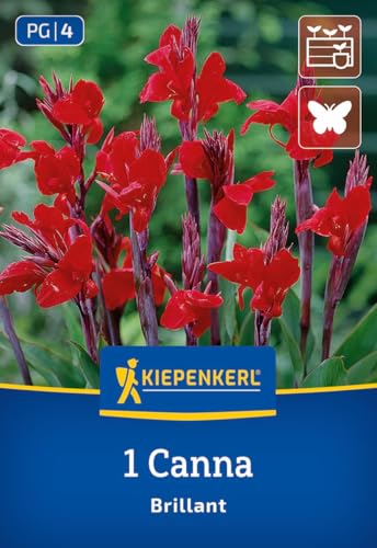 kiepenkerl-blumenrohr-brillant-canna-knolle-rot-90-cm-k-belgeeignet image 7
