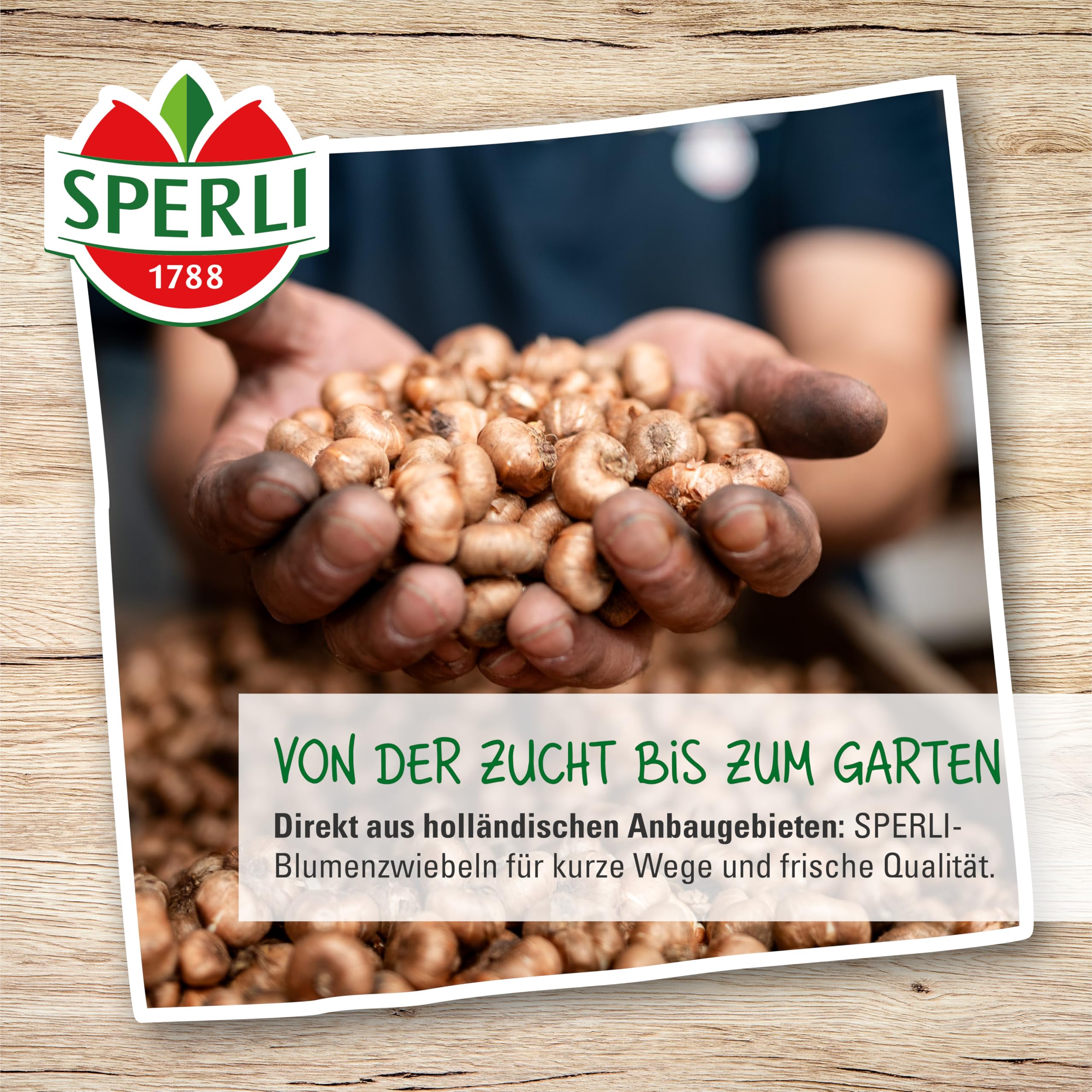 sperli-persische-kaiserkrone-adiyaman-459197-80-cm-violettschwarz image 3