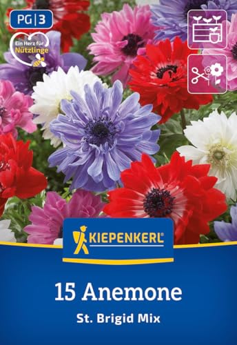 kiepenkerl-kronen-anemonen-st-brigid-mischung-blumenzwiebeln image 7