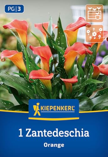 kiepenkerl-calla-orange-3650002-blumenzwiebeln-zantedeschia image 7