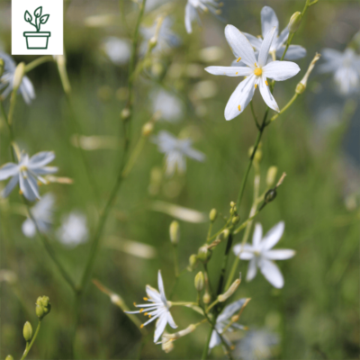 samen-maier-bio-stige-graslilie-anthericum-ramosum-topf image 4