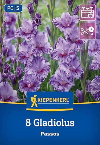 kiepenkerl-kleinblumige-gladiole-passos-blumenzwiebeln-lila-purpur image 7