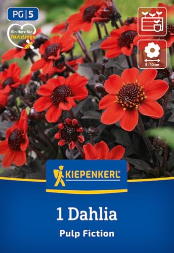 kiepenkerl-beet-k-bel-dahlie-pulp-fiction-knolle-orangerot-dunkellaubig-30-cm image 7