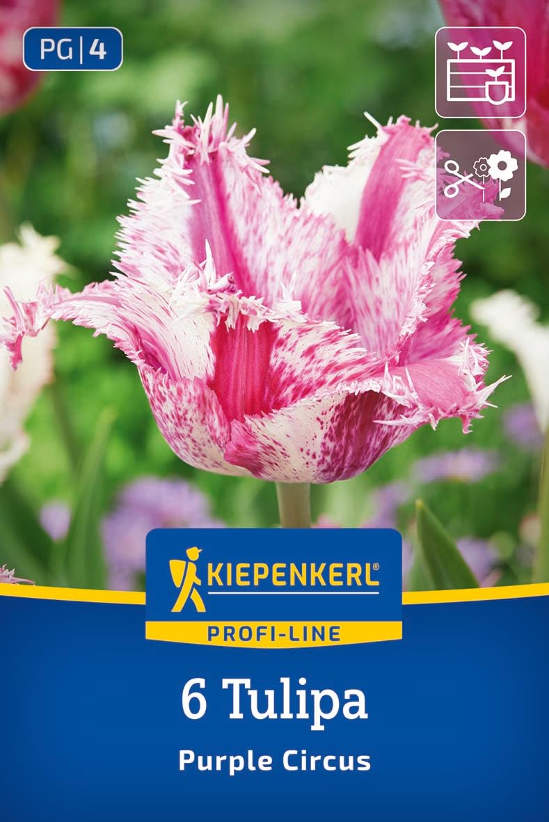 kiepenkerl-profi-line-gefranste-tulpe-purple-circus-50-cm-mai-bl-te image 1