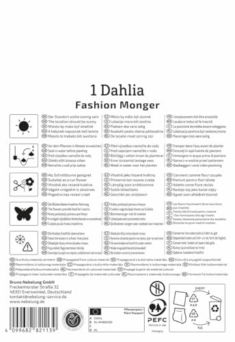 kiepenkerl-halskrausen-dahlie-fashion-monger-blumenzwiebeln-wei-rosa image 8