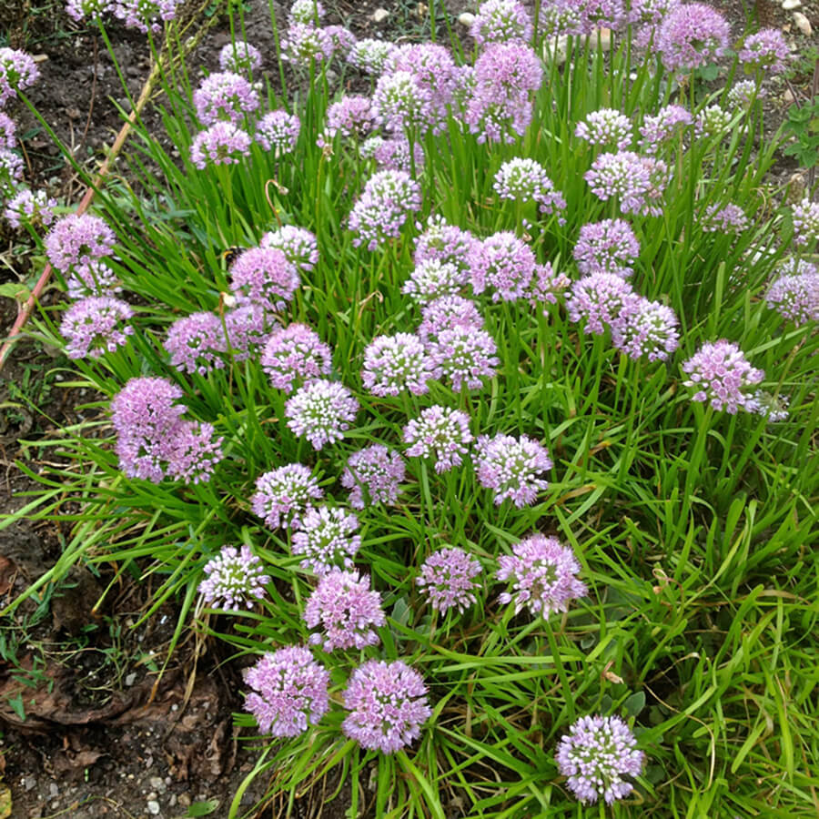 samen-maier-bio-berg-lauch-allium-lusitanicum-pflanze-im-topf image 2