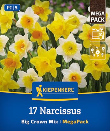 kiepenkerl-mega-pack-gro-kronige-narzissen-mischung-blumenzwiebeln-40-cm-gelb image 8